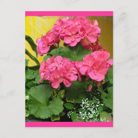 "Potted Coral Pink Geraniums" Notities en zegels (Voorkant)