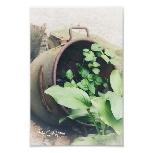 Potted Green Foto Afdruk (Voorkant)