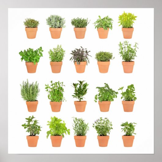 Potted kruiden planten aanpassen met uw eigen teks poster (Voorkant)