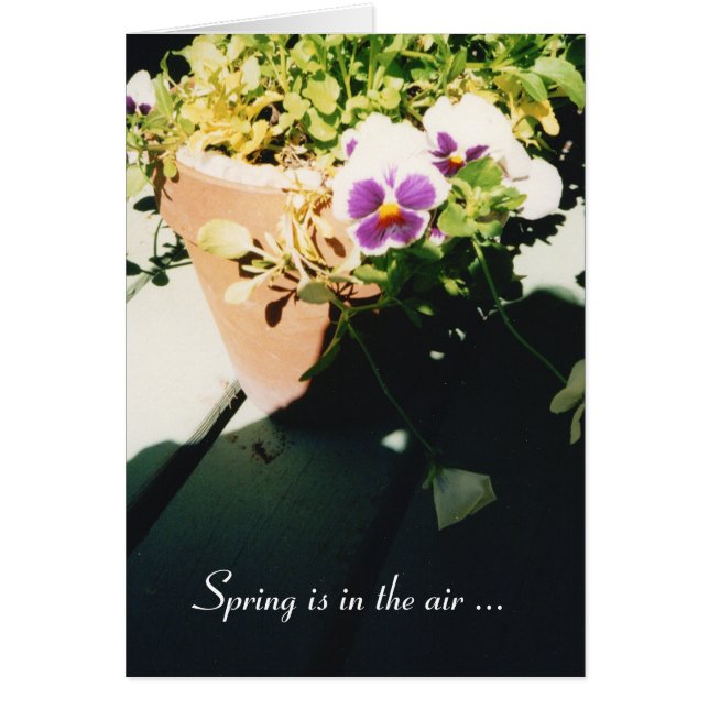 Potted Spring Pansies (Voorkant)