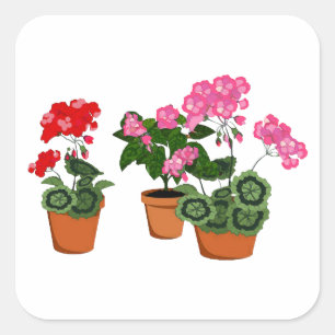 Potten van Geraniums Vierkante Sticker