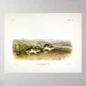 Pouched Jerboa Mouse (Kangaroo Rat) van Audubon Poster (Voorkant)