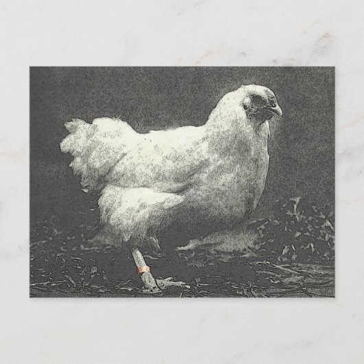 POULE BRIEFKAART (Voorkant)