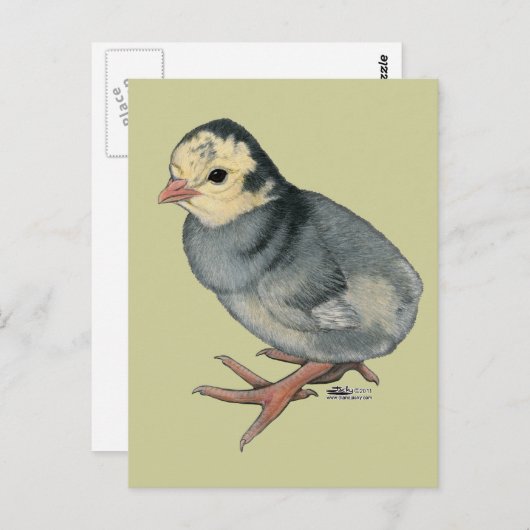 Poult Blue Slate Briefkaart (Voorkant / Achterkant)