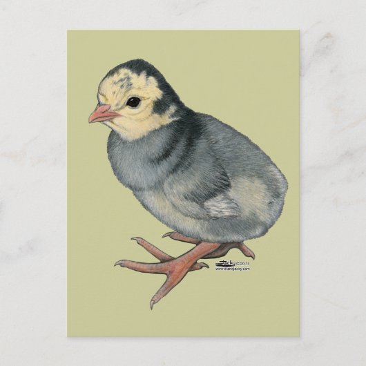 Poult Blue Slate Briefkaart (Voorkant)