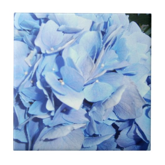 Powder Blue Hydrangea Tegeltje (Voorkant)