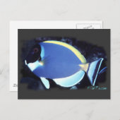 Powder Blue Tang Briefkaart (Voorkant / Achterkant)