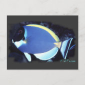 Powder Blue Tang Briefkaart (Voorkant)