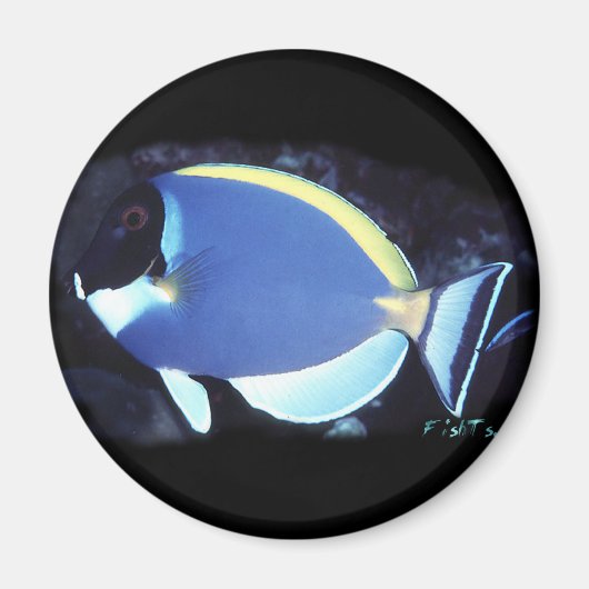 Powder Blue Tang Magneet (Voorkant)