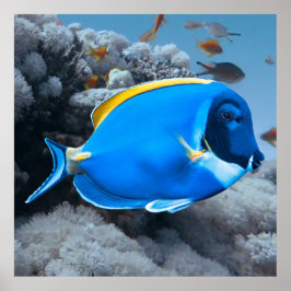 Powder Blue Tang Poster