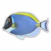 Powder Blue Tang sticker (Voorkant)