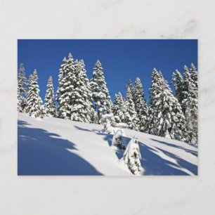Powder Morning, Alpine Meadows... Briefkaart