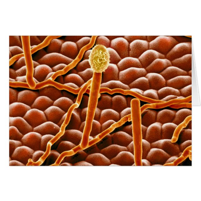 Powdery Mildew Fungus over Poinsettia (Voorkant Horizontaal)