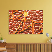 Powdery Mildew Fungus over Poinsettia Canvas Afdruk (Insitu (Woonkamer))