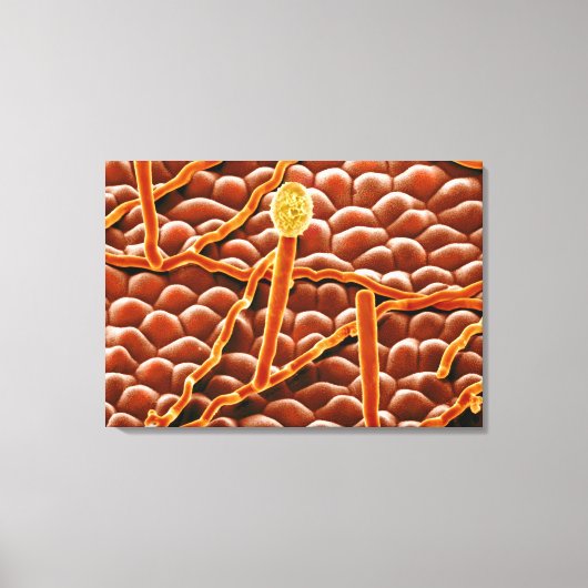 Powdery Mildew Fungus over Poinsettia Canvas Afdruk (Voorkant)