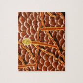 Powdery Mildew Fungus over Poinsettia Legpuzzel (Verticaal)