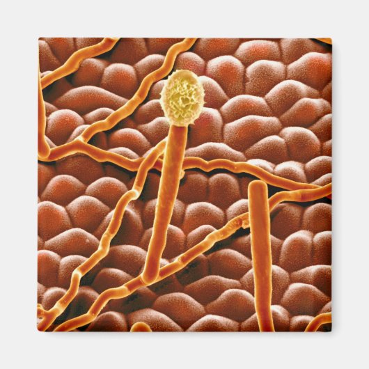 Powdery Mildew Fungus over Poinsettia Magneet (Voorkant)