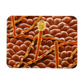 Powdery Mildew Fungus over Poinsettia Magneet (Horizontaal)