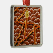 Powdery Mildew Fungus over Poinsettia Metalen Ornament (Rechts)