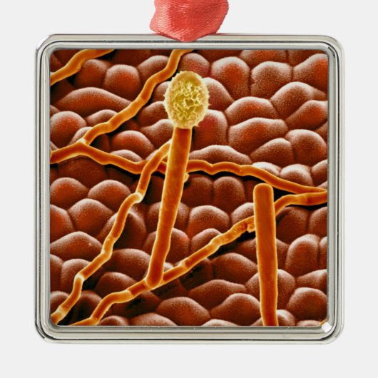 Powdery Mildew Fungus over Poinsettia Metalen Ornament (Voorkant)