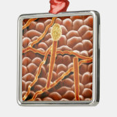 Powdery Mildew Fungus over Poinsettia Metalen Ornament (Links)