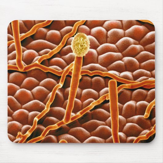 Powdery Mildew Fungus over Poinsettia Muismat (Voorkant)