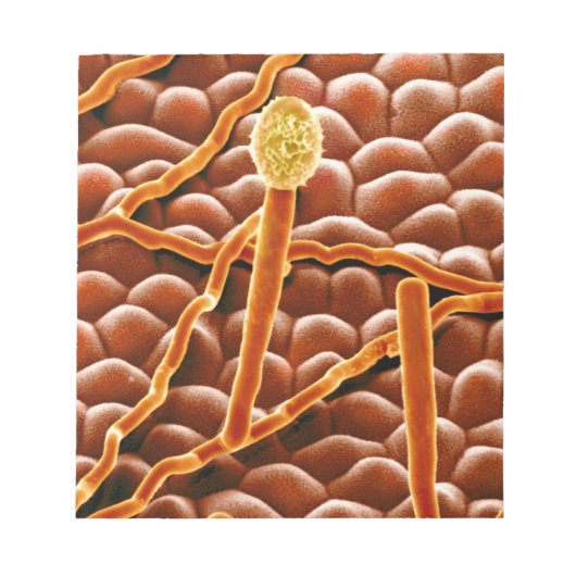 Powdery Mildew Fungus over Poinsettia Notitieblok (Voorkant)