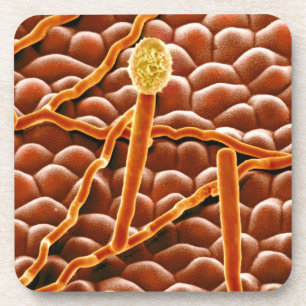 Powdery Mildew Fungus over Poinsettia Onderzetter