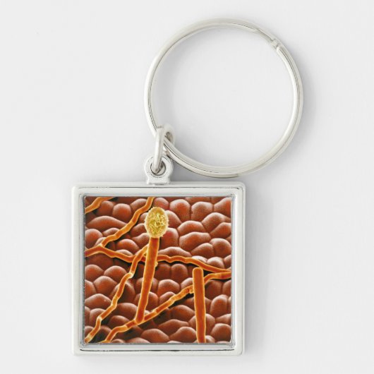 Powdery Mildew Fungus over Poinsettia Sleutelhanger (Voorkant)