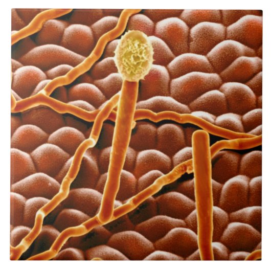 Powdery Mildew Fungus over Poinsettia Tegeltje (Voorkant)