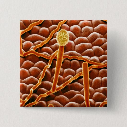 Powdery Mildew Fungus over Poinsettia Vierkante Button 5,1 Cm (Voorkant)