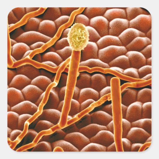 Powdery Mildew Fungus over Poinsettia Vierkante Sticker (Voorkant)