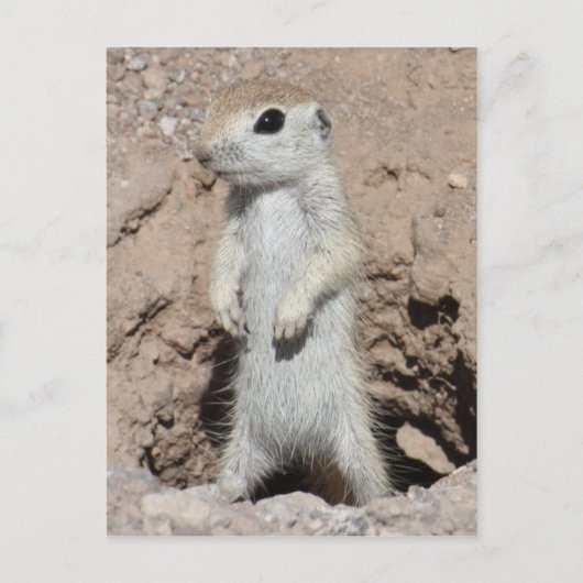 Power Ranger Squirrel Briefkaart (Voorkant)