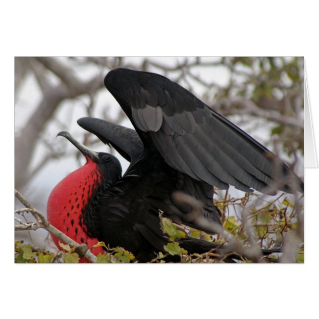 Prachtfregatvogel (Voorkant Horizontaal)