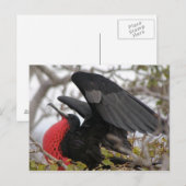 Prachtfregatvogel Briefkaart (Voorkant / Achterkant)