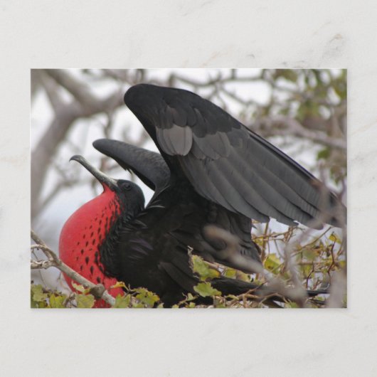 Prachtfregatvogel Briefkaart (Voorkant)