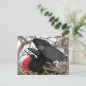 Prachtfregatvogel Briefkaart (Staand voorkant)