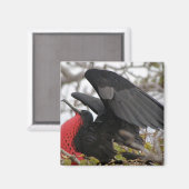 Prachtfregatvogel Magneet (Voorkant / Achterkant)