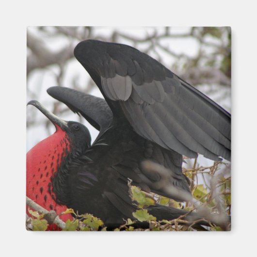 Prachtfregatvogel Magneet (Voorkant)