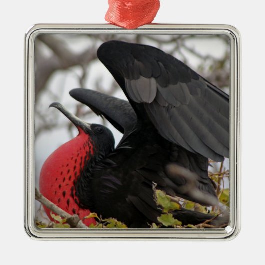 Prachtfregatvogel Metalen Ornament (Voorkant)
