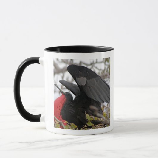 Prachtfregatvogel Mok (Links)