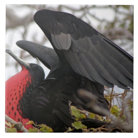 Prachtfregatvogel Tegeltje (Voorkant)