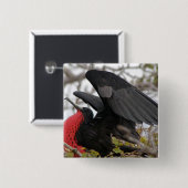 Prachtfregatvogel Vierkante Button 5,1 Cm (Voorkant /achterkant)