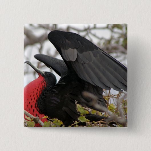 Prachtfregatvogel Vierkante Button 5,1 Cm (Voorkant)