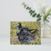 Prachtfregatvogels Verliefd Briefkaart (Staand voorkant)
