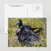 Prachtfregatvogels Verliefd Briefkaart (Voorkant / Achterkant)