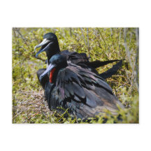 Prachtfregatvogels Verliefd
