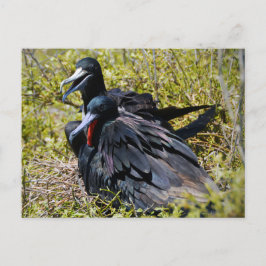 Prachtfregatvogels Verliefd Briefkaart