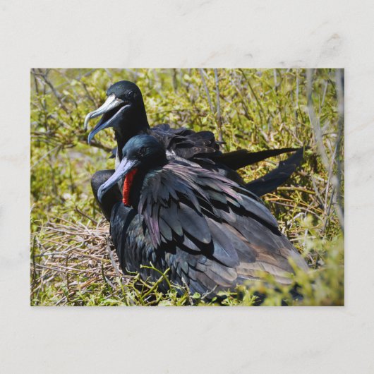 Prachtfregatvogels Verliefd Briefkaart (Voorkant)