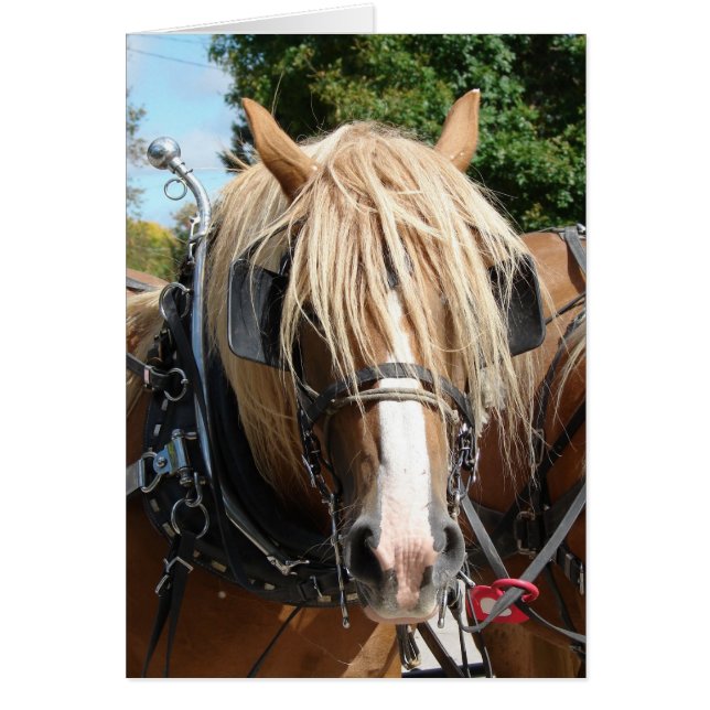 Prachtig Belgisch (Voorkant)